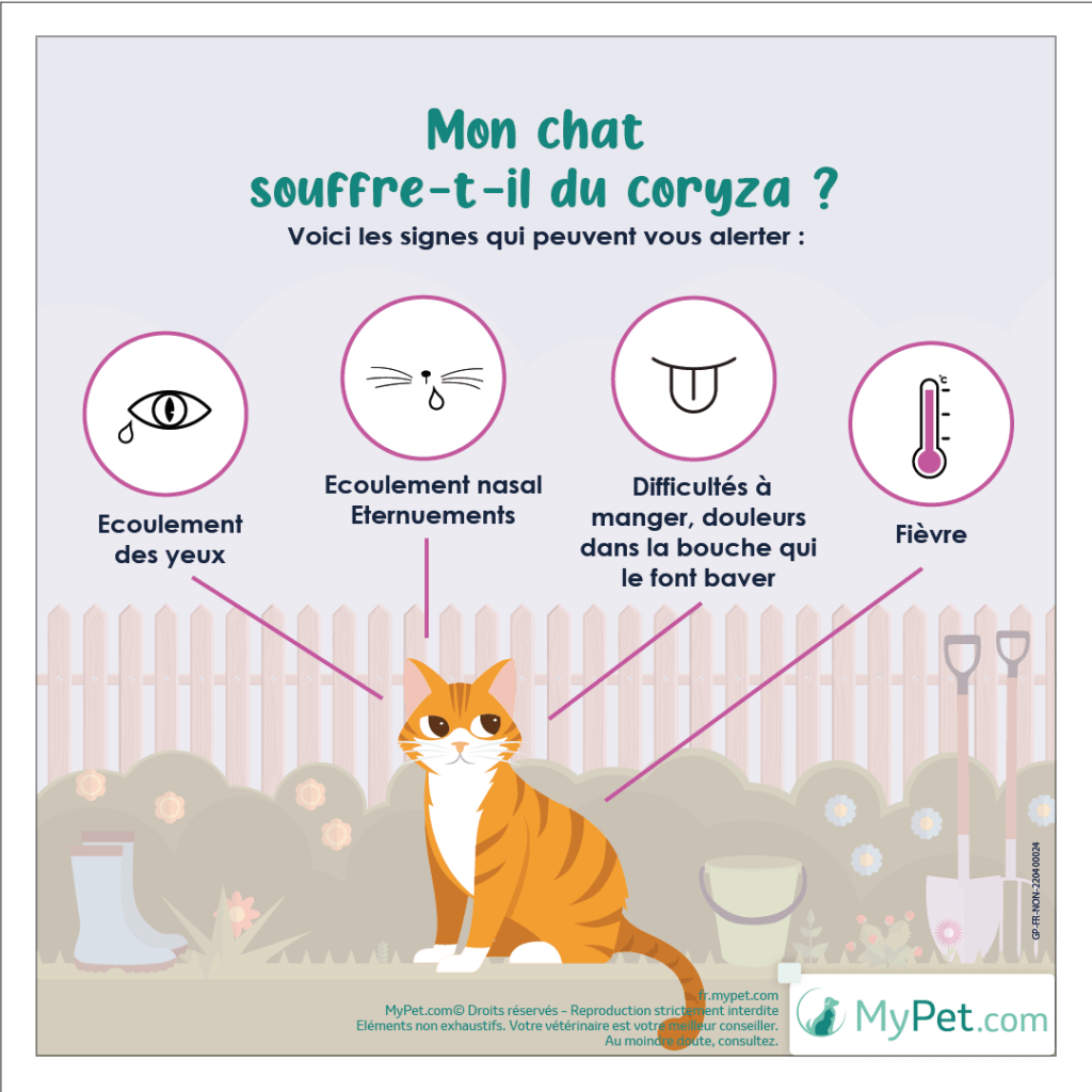 Attention : Une recherche innocente sur les chats peut aboutir à un téléchargement de virus informatique