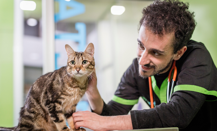 découvrez comment les virus affectent la santé des chats et apprenez à protéger votre compagnon félin contre ces menaces. informez-vous sur les symptômes, les traitements et les mesures préventives à adopter.